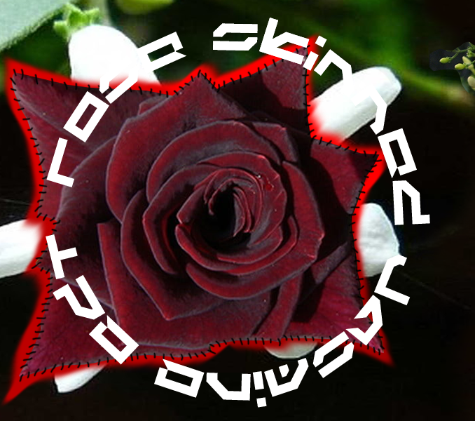 Rose Skinned Jasmine
